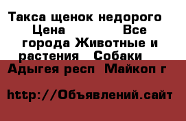 Такса щенок недорого › Цена ­ 15 000 - Все города Животные и растения » Собаки   . Адыгея респ.,Майкоп г.